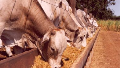 agro em dados