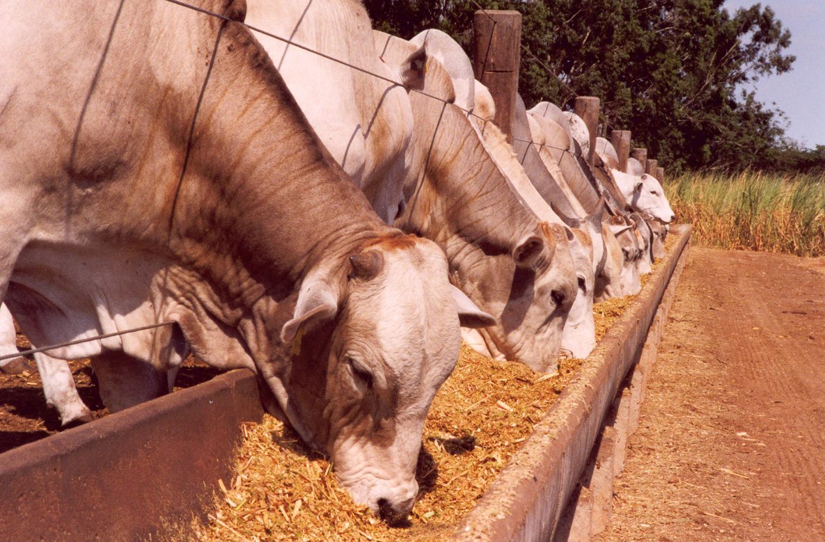 agro em dados