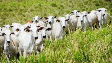 Bovinocultura em Goiás