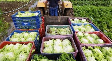 progrma de aquisição de alimentos