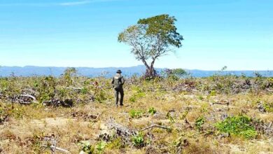 desmatamento cavalcante