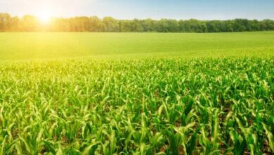 zoneamento climático