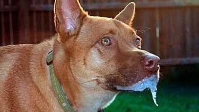 Raiva Canina