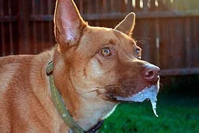 Raiva Canina