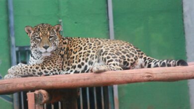 Prefeitura reabre Zoológico de Goiânia