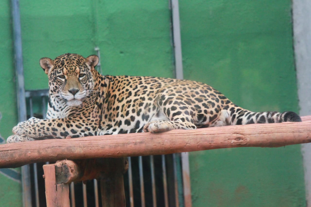 Prefeitura reabre Zoológico de Goiânia