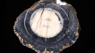 Pesquisa de paleobotânicos brasileiros