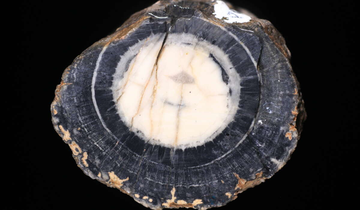 Pesquisa de paleobotânicos brasileiros